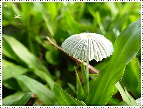 隨拍~野菇04.jpg
