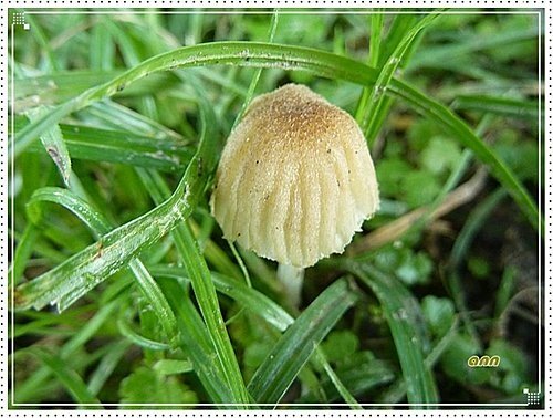 隨拍~野菇07.jpg