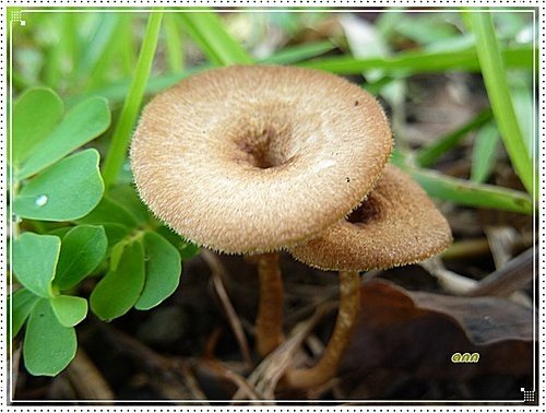 隨拍~野菇10.jpg