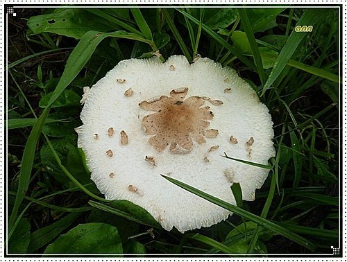 隨拍~野菇11.jpg