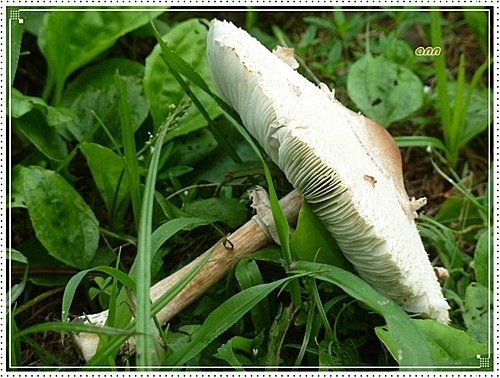 隨拍~野菇13.jpg