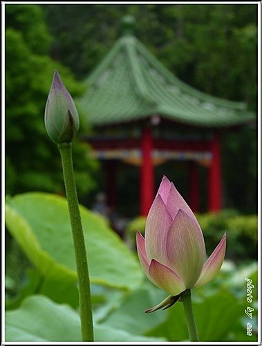 夏荷登場02.jpg
