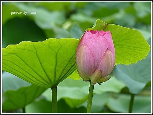 夏荷登場04.jpg