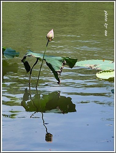 夏荷登場27.jpg