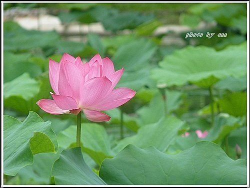 夏荷登場34.jpg