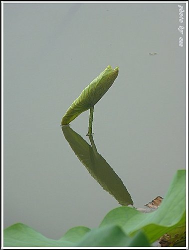 夏荷登場35.jpg