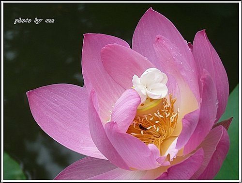 2011夏荷~珠光閃閃篇01.jpg