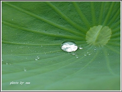 2011夏荷~珠光閃閃篇03.jpg