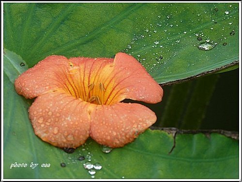 2011夏荷~珠光閃閃篇04.jpg