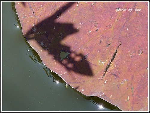 2011夏荷~珠光閃閃篇05.jpg