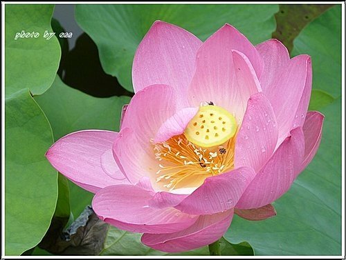 2011夏荷~珠光閃閃篇06.jpg