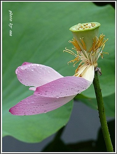2011夏荷~珠光閃閃篇07.jpg