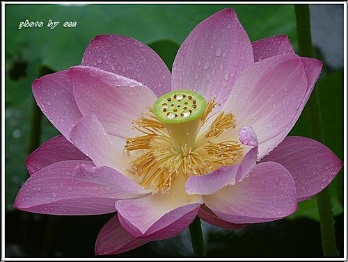 2011夏荷~珠光閃閃篇08.jpg
