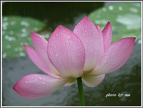 2011夏荷~珠光閃閃篇10.jpg