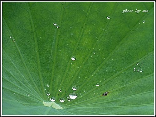 2011夏荷~珠光閃閃篇11.jpg
