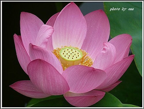 2011夏荷~珠光閃閃篇12.jpg