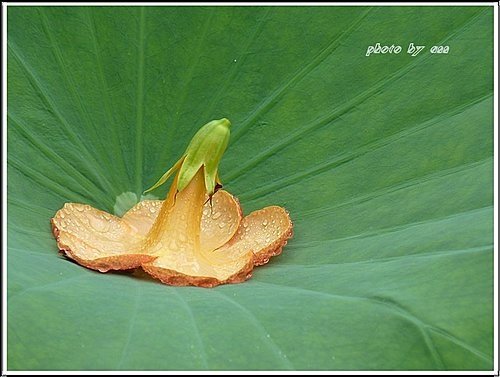 2011夏荷~珠光閃閃篇13.jpg