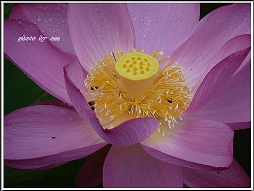 2011夏荷~珠光閃閃篇14.jpg