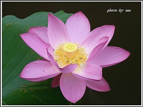 2011夏荷~珠光閃閃篇15.jpg