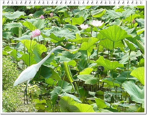 隨拍~白鷺鷥02.jpg