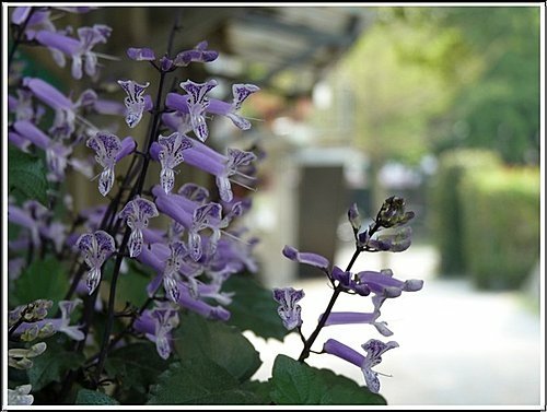 台北市信義公民會館(四四南村)。好丘05.jpg