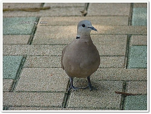 紅鳩27.jpg