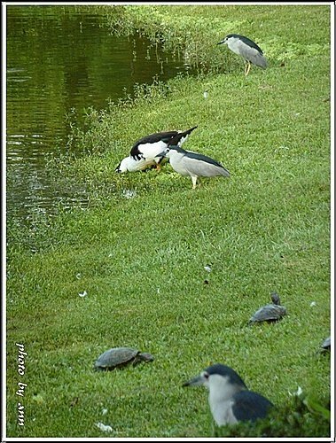夏日午後的大安森林公園09.jpg