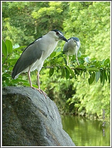 夏日午後的大安森林公園10.jpg