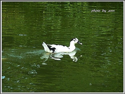 夏日午後的大安森林公園11.jpg