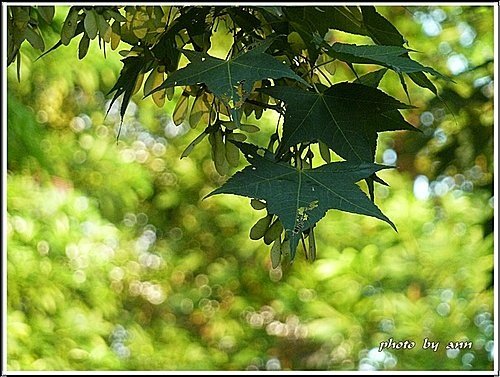 夏日午後的大安森林公園25.jpg