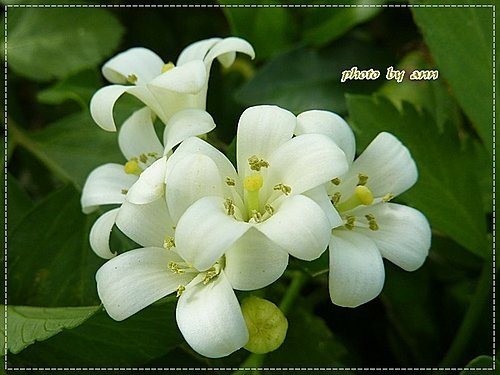 夏天的花~月橘03.jpg