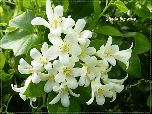 夏天的花~月橘04.jpg
