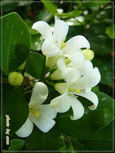 夏天的花~月橘05.jpg
