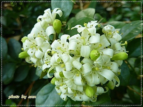 夏天的花~月橘06.jpg