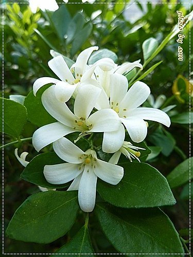 夏天的花~月橘08.jpg
