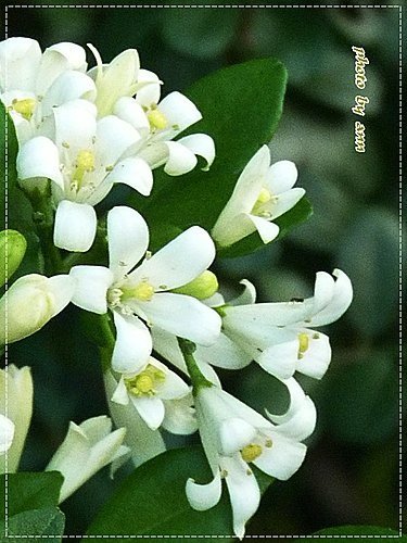夏天的花~月橘09.jpg