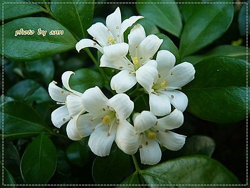 夏天的花~月橘10.jpg