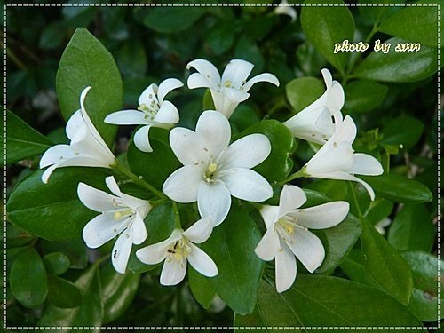 夏天的花~月橘11.jpg
