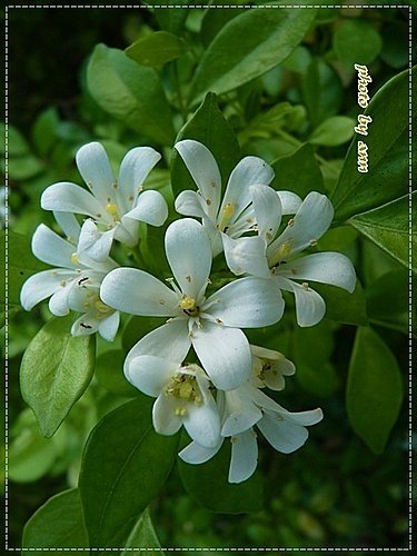 夏天的花~月橘12.jpg