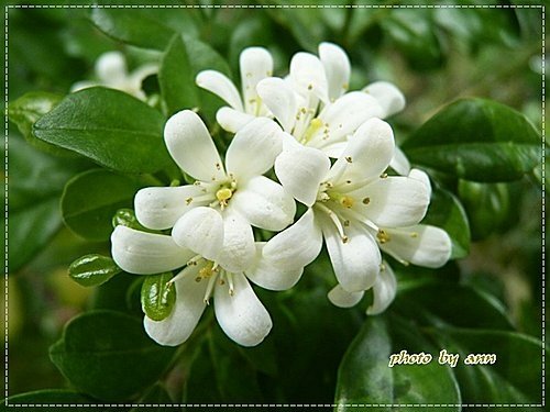 夏天的花~月橘14.jpg