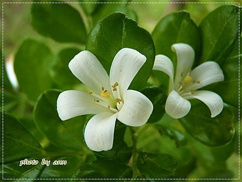 夏天的花~月橘15.jpg