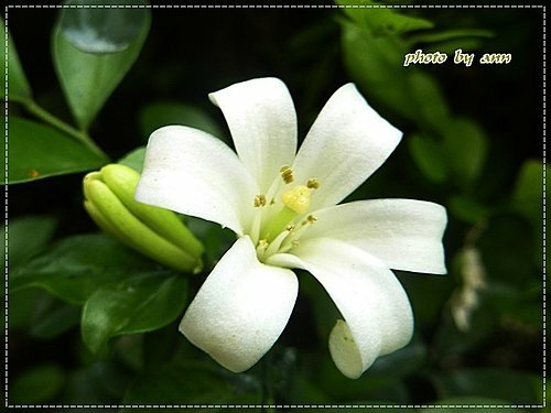 夏天的花~月橘16.jpg