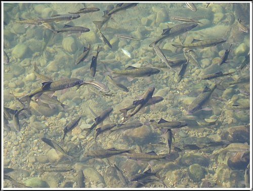 南庄蓬萊溪無菸護魚步道01.jpg