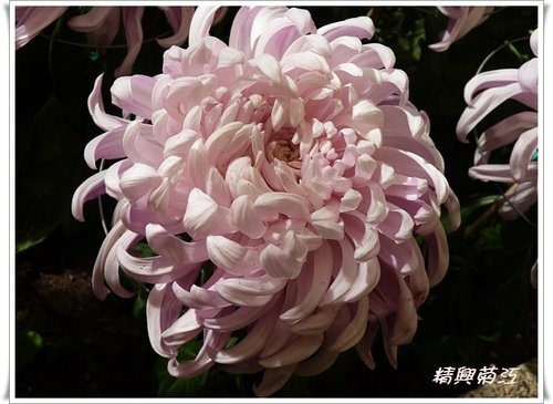 2011士林官邸菊展(三)04.jpg