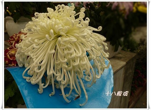 2011士林官邸菊展(三)05.jpg