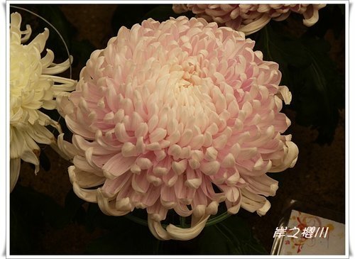 2011士林官邸菊展(三)08.jpg