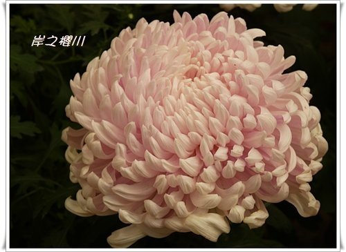 2011士林官邸菊展(三)17.jpg