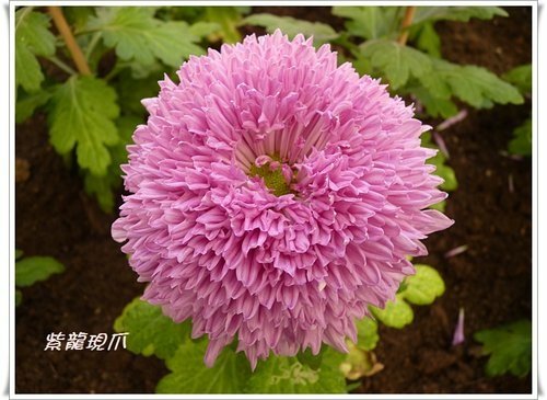 2011士林官邸菊展(三)23.jpg