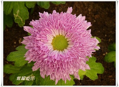 2011士林官邸菊展(三)24.jpg