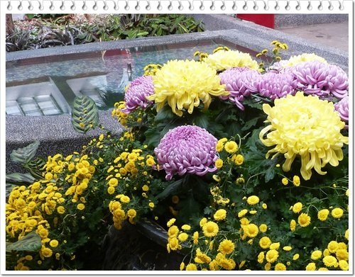 2011士林官邸菊展(四)06.jpg